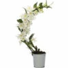 Dendrobie FloraSelf Dendrobium Nobile 'Boomerang' H 50-60 Cm Ø 11 Cm Topf -Florasellf Geschaft DV 8 10567009 04 4c NL 20220511111658
