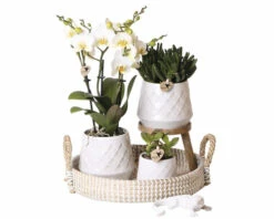Geschenk-Set Bohemian White FloraSelf Mit Orchidee, Sukkulenten Und Dekoration