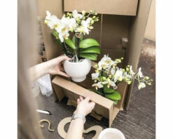 Schmetterlingsorchidee 2er-Pack FloraSelf Phalaenopsis 'Rotterdam' H 35-40 Cm Ø 9 Cm Topf Rosa -Florasellf Geschaft DV 8 10573168 05 4c NL 20220704131655 2