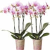 Schmetterlingsorchidee 2er-Pack FloraSelf Phalaenopsis 'Rotterdam' H 35-40 Cm Ø 9 Cm Topf Rosa -Florasellf Geschaft DV 8 10573171 01 4c NL 20220609051659