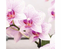 Schmetterlingsorchidee 2er-Pack FloraSelf Phalaenopsis 'Rotterdam' H 35-40 Cm Ø 9 Cm Topf Rosa -Florasellf Geschaft DV 8 10573171 02 4c NL 20220704121756
