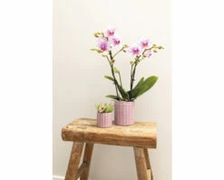 Schmetterlingsorchidee 2er-Pack FloraSelf Phalaenopsis 'Rotterdam' H 35-40 Cm Ø 9 Cm Topf Rosa -Florasellf Geschaft DV 8 10573171 04 4c NL 20220704121756