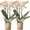 Schmetterlingsorchidee 2er-Pack FloraSelf Phalaenopsis 'Trento' H 35-40 Cm Ø 9 Cm Topf Creme 1 Schmetterlingsorchidee 2er-Pack FloraSelf Phalaenopsis 'Trento' H 35-40 Cm Ø 9 Cm Topf Creme -Florasellf Geschaft DV 8 10573172 01 4c NL 20220609051659