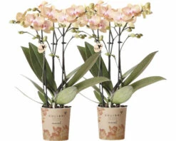 Schmetterlingsorchidee 2er-Pack FloraSelf Phalaenopsis 'Trento' H 35-40 Cm Ø 9 Cm Topf Creme
