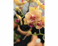 Schmetterlingsorchidee 2er-Pack FloraSelf Phalaenopsis 'Trento' H 35-40 Cm Ø 9 Cm Topf Creme -Florasellf Geschaft DV 8 10573172 02 4c NL 20220704121756