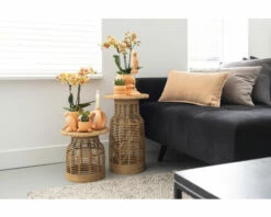 Schmetterlingsorchidee 2er-Pack FloraSelf Phalaenopsis 'Trento' H 35-40 Cm Ø 9 Cm Topf Creme -Florasellf Geschaft DV 8 10573172 04 4c NL 20220704121756