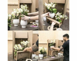 Schmetterlingsorchidee 2er-Pack FloraSelf Phalaenopsis 'Rotterdam' H 35-40 Cm Ø 9 Cm Topf Rosa -Florasellf Geschaft DV 8 10573179 02 4c NL 20220705131755 2