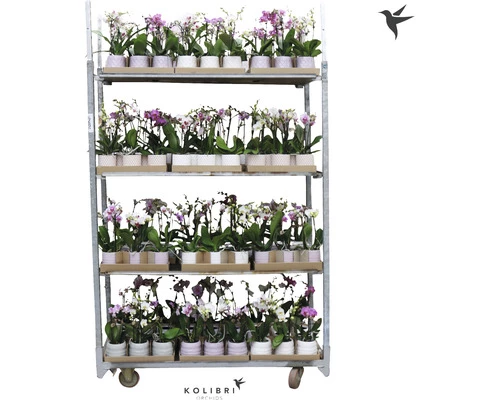 Schmetterlingsorchidee FloraSelf Phalaenopsis Multiflora H 50-60 Cm Ø 9 Cm Topf 2 Rispen Versch. Farben Inkl. Keramik Übertopf 4 Schmetterlingsorchidee FloraSelf Phalaenopsis Multiflora H 50-60 Cm Ø 9 Cm Topf 2 Rispen Versch. Farben Inkl. Keramik Übertopf – Bild 2