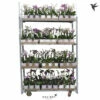 Schmetterlingsorchidee FloraSelf Phalaenopsis Multiflora H 50-60 Cm Ø 9 Cm Topf 2 Rispen Versch. Farben Inkl. Keramik Übertopf -Florasellf Geschaft DV 8 10573187 09 4c NL 20221208131659