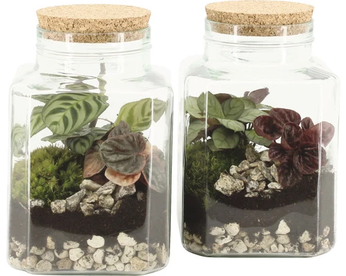 Flaschengarten FloraSelf Komplettset-Tropic Ø 13 Cm 3 Flaschengarten FloraSelf Komplettset-Tropic Ø 13 Cm