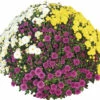 Chrysantheme Party Trio FloraSelf Chrysanthemum Indicum Mix Ø 32 Cm Topf Durchmesser Pflanze Ca. 70 Cm 1 Chrysantheme Party Trio FloraSelf Chrysanthemum Indicum Mix Ø 32 Cm Topf Durchmesser Pflanze Ca. 70 Cm -Florasellf Geschaft DV 8 10576484 01 4c DE 20220707121343