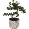 Chinesische Feige S-Shape FloraSelf Ficus Microcarpa Ginseng H 30-35 Cm Ø 15 Cm Topf Inkl. Keramik Übertopf Deep Forest