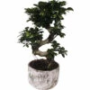 Chinesische Feige S-Shape FloraSelf Ficus Microcarpa Ginseng H Ca. 60 Cm Ø 23 Cm Topf Inkl. Keramik Übertopf Deep Forest -Florasellf Geschaft DV 8 10579573 01 4c NL 20220721051656