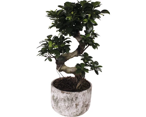 Chinesische Feige S-Shape FloraSelf Ficus Microcarpa Ginseng H Ca. 60 Cm Ø 23 Cm Topf Inkl. Keramik Übertopf Deep Forest 3 Chinesische Feige S-Shape FloraSelf Ficus Microcarpa Ginseng H Ca. 60 Cm Ø 23 Cm Topf Inkl. Keramik Übertopf Deep Forest