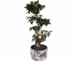 Chinesische Feige S-Shape FloraSelf Ficus Microcarpa Ginseng H 70-80 Cm Ø 28 Cm Topf Inkl. Keramik Übertopf Deep Forest
