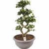 Chinesische Feige 8-Shape FloraSelf Ficus Microcarpa Ginseng H Ca. 70 Cm Ø 35 Cm Topf Inkl. Kunststoffschale Taupe -Florasellf Geschaft DV 8 10579575 01 4c NL 20220721051656