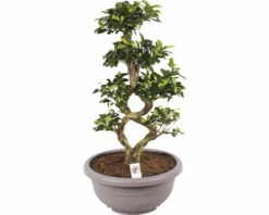 Chinesische Feige 8-Shape FloraSelf Ficus Microcarpa Ginseng H Ca. 70 Cm Ø 35 Cm Topf Inkl. Kunststoffschale Taupe