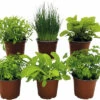 BIO Kräuter Set FloraSelf Bio Grüne Soße 6 Stk. Ø 12 Cm Topf