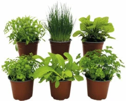 BIO Kräuter Set FloraSelf Bio Grüne Soße 6 Stk. Ø 12 Cm Topf