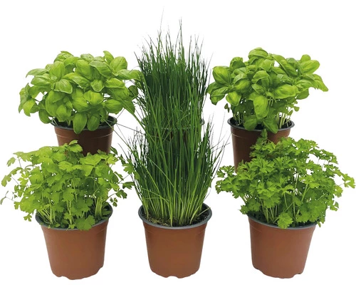 BIO Kräuter Set FloraSelf Bio Basics Kräuter 6 Stk. Ø 12 Cm Topf 3 BIO Kräuter Set FloraSelf Bio Basics Kräuter 6 Stk. Ø 12 Cm Topf