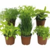 BIO Kräuter Set FloraSelf Bio Salat Kräuter 6 Stk. Ø 12 Cm Topf