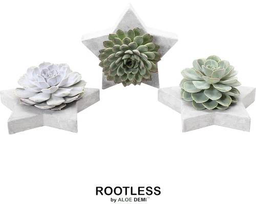 Echeverie Mix Rootless FloraSelf Sternförmige Schale 4 Echeverie Mix Rootless FloraSelf Sternförmige Schale – Bild 2