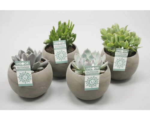 Sukkulenten Mix FloraSelf Ø 14 Cm Topf Versch. Sorten Inkl. Keramik Übertopf 4 Sukkulenten Mix FloraSelf Ø 14 Cm Topf Versch. Sorten Inkl. Keramik Übertopf – Bild 2