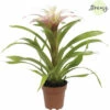 Bromelie, Guzmania FloraSelf Guzmania 'Deseo Magical' H 20-30 Cm Ø 12 Cm Topf Weiß 1 Bromelie, Guzmania FloraSelf Guzmania 'Deseo Magical' H 20-30 Cm Ø 12 Cm Topf Weiß -Florasellf Geschaft DV 8 10588953 01 4c NL 20220814070542
