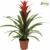 Bromelie, Guzmania FloraSelf Guzmania 'Suerte' H 20-30 Cm Ø 12 Cm Topf Rot -Florasellf Geschaft DV 8 10588954 01 4c NL 20220814071409