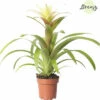 Bromelie, Guzmania FloraSelf Guzmania 'Suerte' H 20-30 Cm Ø 12 Cm Topf Weiß -Florasellf Geschaft DV 8 10588955 01 4c NL 20220814065859