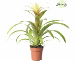 Titelseite 28 Titelseite -Florasellf Geschaft DV 8 10588955 02 4c NL 20221209131653