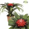 Bromelie, Guzmania FloraSelf Guzmania 'Priscilla' H 20-25 Cm Ø 9 Cm Topf -Florasellf Geschaft DV 8 10588957 01 4c NL 20220817114654