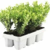 Buchsbaum Kugel FloraSelf Buxus Sempervirens Durchmesser 35-40 Cm Co 12 L 2 Buchsbaum Kugel FloraSelf Buxus Sempervirens Durchmesser 35-40 Cm Co 12 L -Florasellf Geschaft DV 8 10592443 01 4c DE 20230224103436