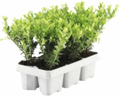 Buchsbaum Kugel FloraSelf Buxus Sempervirens Durchmesser 35-40 Cm Co 12 L