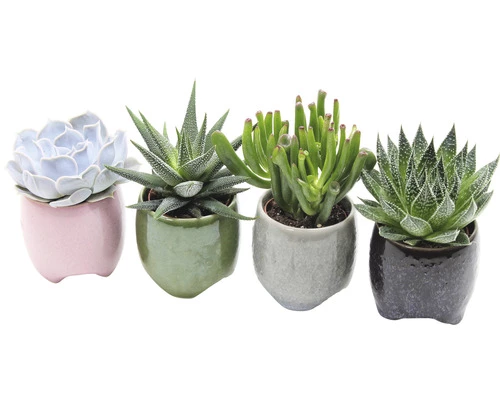 Sukkulenten Mix FloraSelf H Ø 5,5 Cm Keramik Topf Malta 3 Sukkulenten Mix FloraSelf H Ø 5,5 Cm Keramik Topf Malta