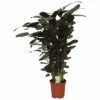 Korbmarante FloraSelf Calathea 'Compactstar' H 80-90 Cm Ø 21 Cm Topf 1 Korbmarante FloraSelf Calathea 'Compactstar' H 80-90 Cm Ø 21 Cm Topf -Florasellf Geschaft DV 8 10598178 01 4c NL 20220920140702