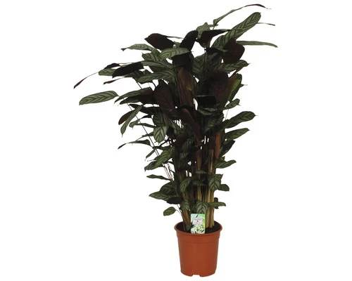 Korbmarante FloraSelf Calathea 'Compactstar' H 80-90 Cm Ø 21 Cm Topf 4 Korbmarante FloraSelf Calathea 'Compactstar' H 80-90 Cm Ø 21 Cm Topf – Bild 2