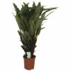 Korbmarante FloraSelf Calathea 'Tropistar' H Ca. 105 Cm Ø 21 Cm Topf -Florasellf Geschaft DV 8 10598882 01 4c NL 20220920141415