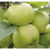 Bio Säulenapfel Aromaspur® FloraSelf Bio Malus Domestica Aromaspur® H 130-150 Cm Co 7,5 L Grün