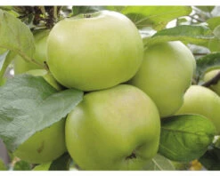 Bio Säulenapfel Aromaspur® FloraSelf Bio Malus Domestica Aromaspur® H 130-150 Cm Co 7,5 L Grün