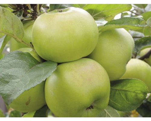 Bio Säulenapfel Aromaspur® FloraSelf Bio Malus Domestica Aromaspur® H 130-150 Cm Co 7,5 L Grün 3 Bio Säulenapfel Aromaspur® FloraSelf Bio Malus Domestica Aromaspur® H 130-150 Cm Co 7,5 L Grün