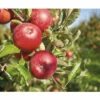 Bio Herbstapfel Terrasse FloraSelf Bio Malus Domestica 'Florina' ® H 60-80 Cm Co 5 L 1 Bio Herbstapfel Terrasse FloraSelf Bio Malus Domestica 'Florina' ® H 60-80 Cm Co 5 L -Florasellf Geschaft DV 8 10603658 01 4c DE 20230203153709