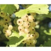 Bio Weiße Johannisbeere Stämmchen FloraSelf Bio Ribes Rubrum 'Weiße Versailler' H 80-100 Cm Co 5 L