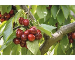 Bio Süßkirsche 'Stella' Selbstfruchtend FloraSelf Bio Prunus 'Stella' H 120-150 Cm Co 7,5 L Busch