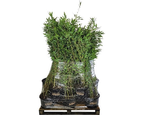 15 X Winterschöner Gartenbambus FloraSelf Fargesia Hybride 'Winter Joy' H 80-100 Cm Co 10 L Für Ca. 10 Lfm Hecke 4 15 X Winterschöner Gartenbambus FloraSelf Fargesia Hybride 'Winter Joy' H 80-100 Cm Co 10 L Für Ca. 10 Lfm Hecke – Bild 2