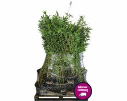 15 X Winterschöner Gartenbambus FloraSelf Fargesia Hybride 'Winter Joy' H 80-100 Cm Co 10 L Für Ca. 10 Lfm Hecke