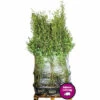15 X Schwarzer Gartenbambus FloraSelf Fargesia Nitida Black Pearl H 100-125 Cm Co 20 L Für Ca. 10 Lfm Hecke