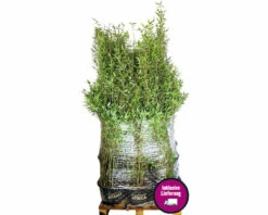15 X Schwarzer Gartenbambus FloraSelf Fargesia Nitida Black Pearl H 100-125 Cm Co 20 L Für Ca. 10 Lfm Hecke