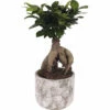 Chinesische Feige FloraSelf Ficus Microcarpa Ginseng H 30-35 Cm Ø 15 Cm Topf Inkl. Keramik Übertopf Deep Forest -Florasellf Geschaft DV 8 10612159 01 4c NL 20221123051700