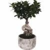 Chinesische Feige FloraSelf Ficus Microcarpa Ginseng H 30-40 Cm Ø 18 Cm Topf Inkl. Keramik Übertopf Deep Forest